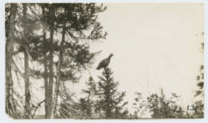 Image: Spruce Partridge
